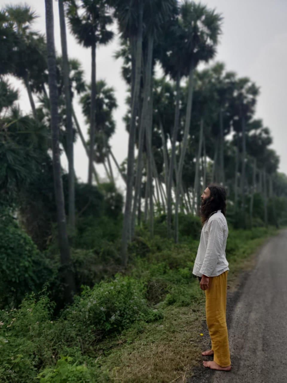 Quiet road among palmyra palms, space for distance work